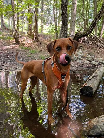 Rhodesian Ridgeback-Beitrag-Bild