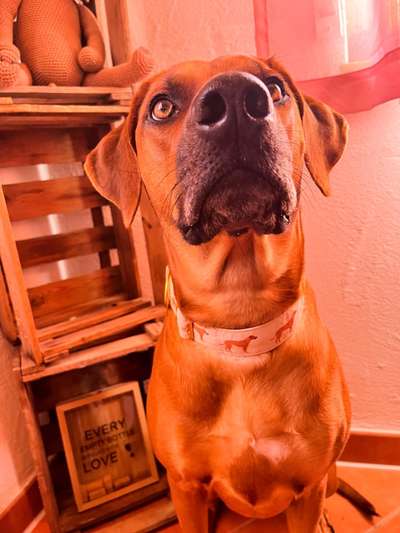 Rhodesian Ridgeback-Beitrag-Bild