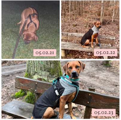 Rhodesian Ridgeback-Beitrag-Bild