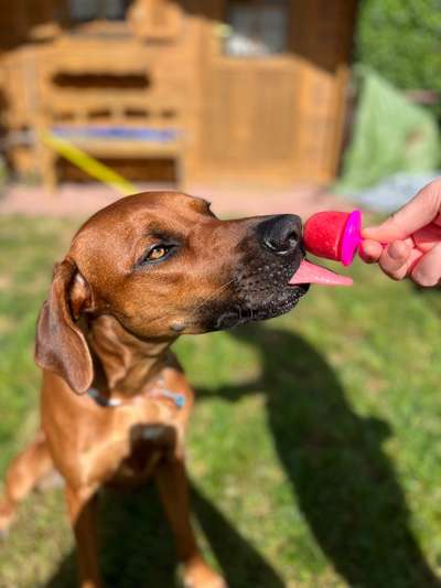 Rhodesian Ridgeback-Beitrag-Bild
