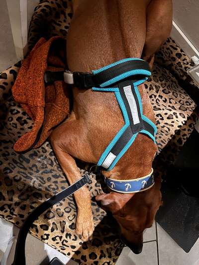 Rhodesian Ridgeback-Beitrag-Bild