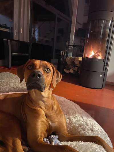 Rhodesian Ridgeback-Beitrag-Bild