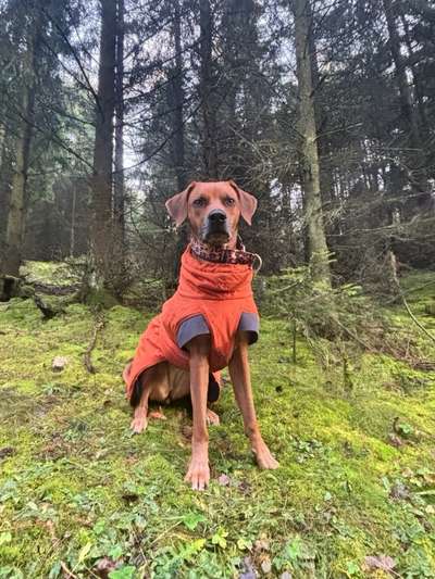 Rhodesian Ridgeback-Beitrag-Bild