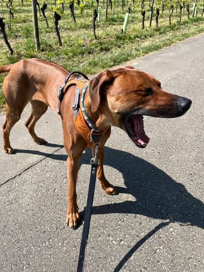 Rhodesian Ridgeback-Beitrag-Bild