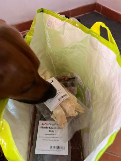 Rhodesian Ridgeback-Beitrag-Bild