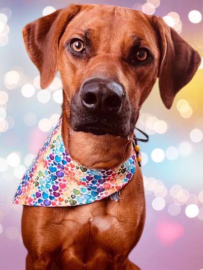 Rhodesian Ridgeback-Beitrag-Bild