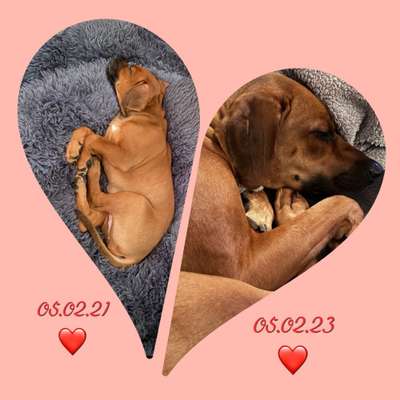 Rhodesian Ridgeback-Beitrag-Bild