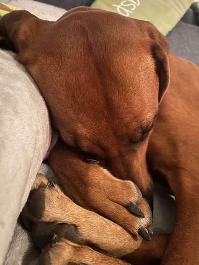 Rhodesian Ridgeback-Beitrag-Bild