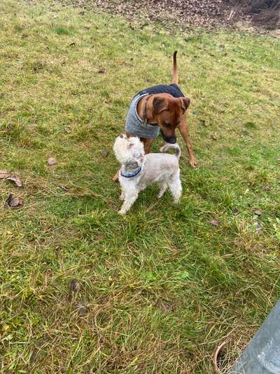 Rhodesian Ridgeback-Beitrag-Bild