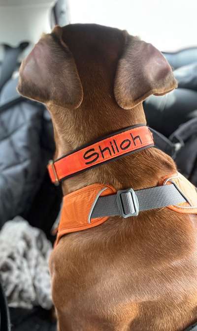 Rhodesian Ridgeback-Beitrag-Bild