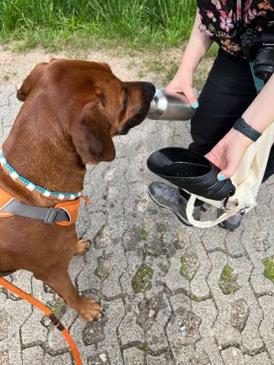 Rhodesian Ridgeback-Beitrag-Bild