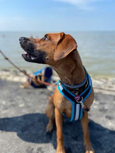 Rhodesian Ridgeback-Beitrag-Bild