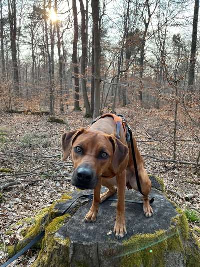 Rhodesian Ridgeback-Beitrag-Bild