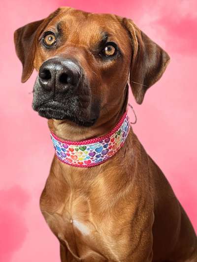 Rhodesian Ridgeback-Beitrag-Bild