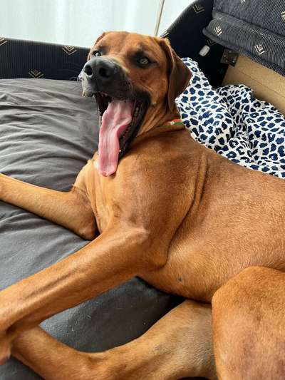 Rhodesian Ridgeback-Beitrag-Bild