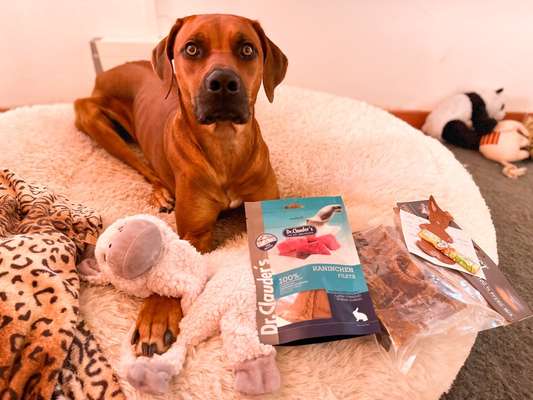 Rhodesian Ridgeback-Beitrag-Bild