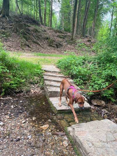 Rhodesian Ridgeback-Beitrag-Bild