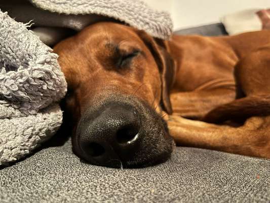 Rhodesian Ridgeback-Beitrag-Bild