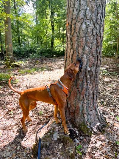 Rhodesian Ridgeback-Beitrag-Bild