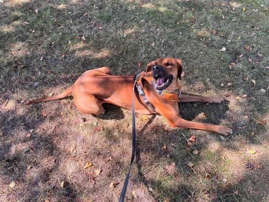 Rhodesian Ridgeback-Beitrag-Bild