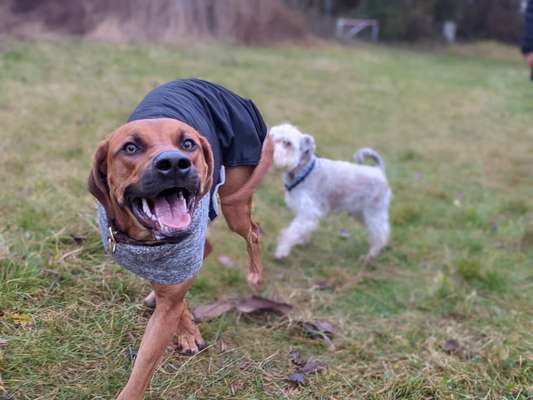 Rhodesian Ridgeback-Beitrag-Bild