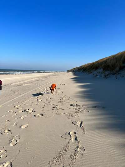 Rhodesian Ridgeback-Beitrag-Bild