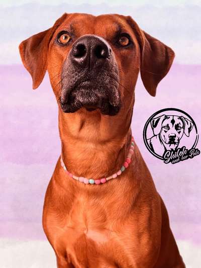 Rhodesian Ridgeback-Beitrag-Bild