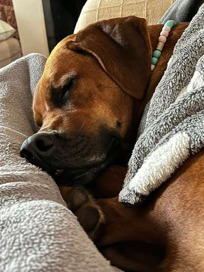 Rhodesian Ridgeback-Beitrag-Bild