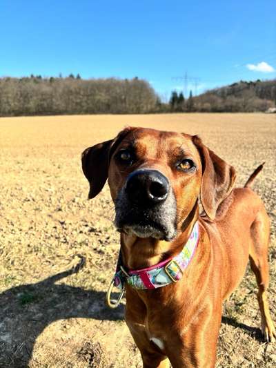 Rhodesian Ridgeback-Beitrag-Bild