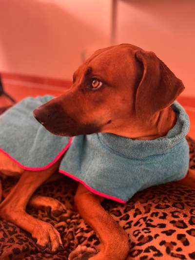 Rhodesian Ridgeback-Beitrag-Bild