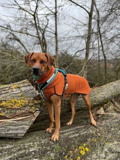 Rhodesian Ridgeback-Beitrag-Bild