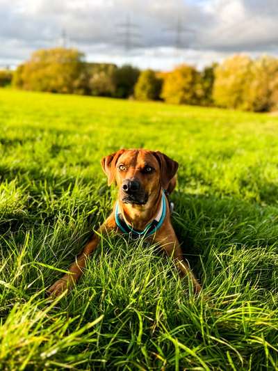 Rhodesian Ridgeback-Beitrag-Bild
