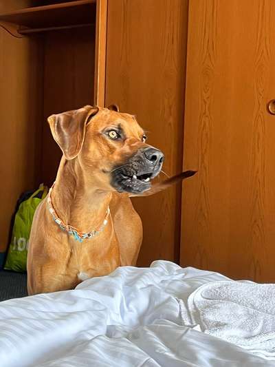 Rhodesian Ridgeback-Beitrag-Bild