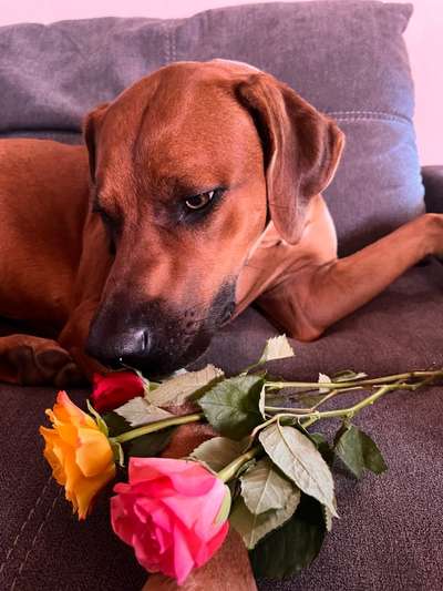 Rhodesian Ridgeback-Beitrag-Bild
