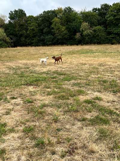 Rhodesian Ridgeback-Beitrag-Bild