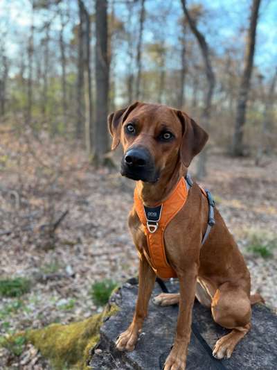 Rhodesian Ridgeback-Beitrag-Bild
