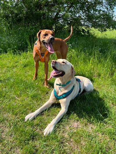 Rhodesian Ridgeback-Beitrag-Bild