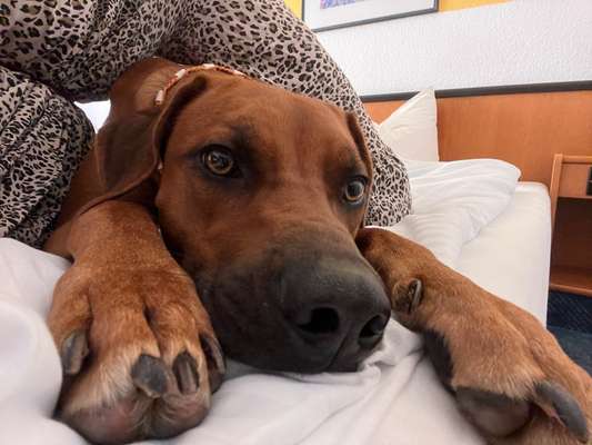 Rhodesian Ridgeback-Beitrag-Bild
