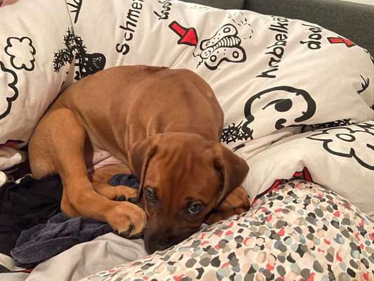 Rhodesian Ridgeback-Beitrag-Bild