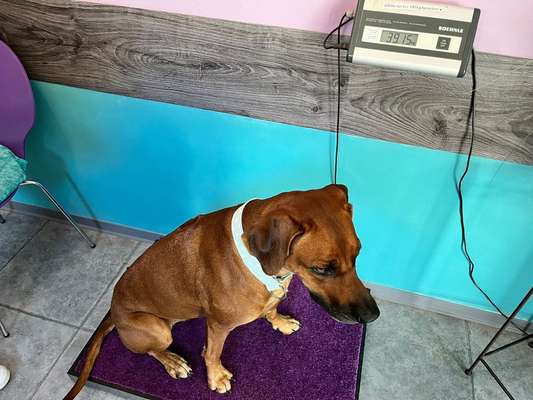 Rhodesian Ridgeback-Beitrag-Bild