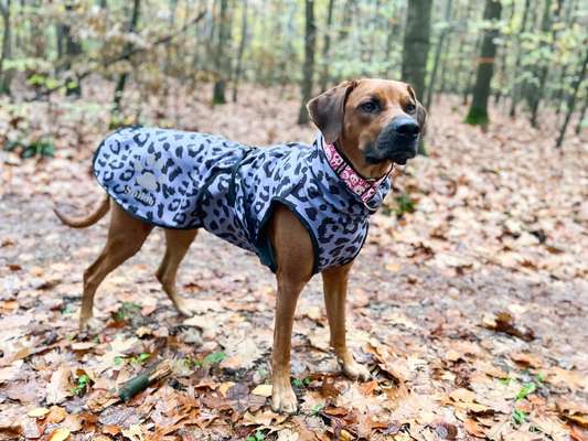 Rhodesian Ridgeback-Beitrag-Bild