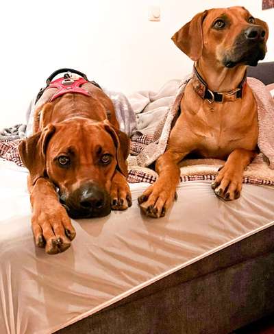 Rhodesian Ridgeback-Beitrag-Bild