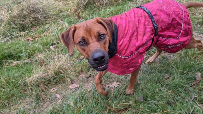 Rhodesian Ridgeback-Beitrag-Bild