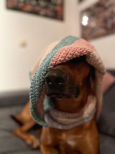 Rhodesian Ridgeback-Beitrag-Bild