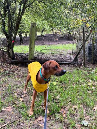 Rhodesian Ridgeback-Beitrag-Bild