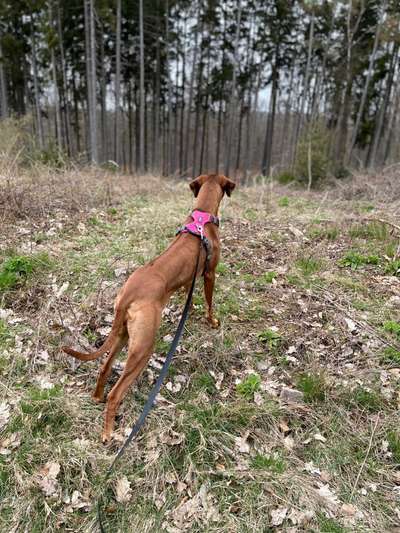 Rhodesian Ridgeback-Beitrag-Bild
