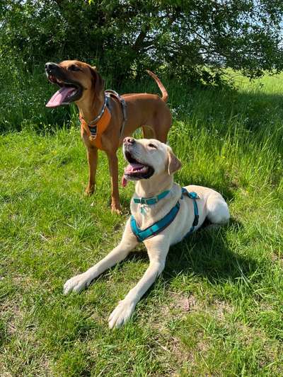 Rhodesian Ridgeback-Beitrag-Bild