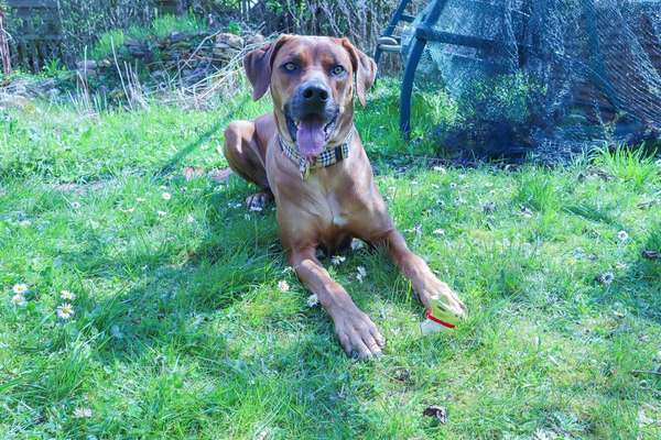 Rhodesian Ridgeback-Beitrag-Bild