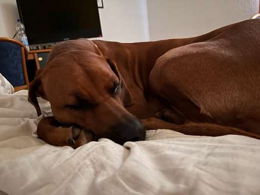 Rhodesian Ridgeback-Beitrag-Bild