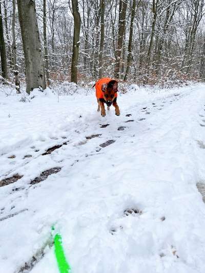 Rhodesian Ridgeback-Beitrag-Bild